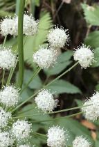 Angelica tomentosa