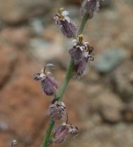Streptanthus brachiatus ssp. hoffmanii