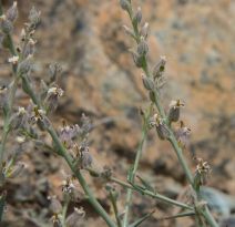 Streptanthus brachiatus ssp. brachiatus