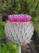 Cirsium occidentale var. occidentale
