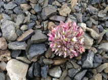 Claytonia saxosa