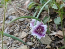 Calochortus elegans
