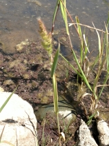Polypogon australis