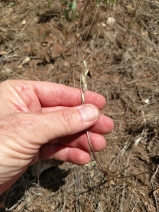 Festuca temulenta