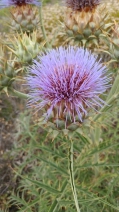 Cynara cardunculus ssp. cardunculus
