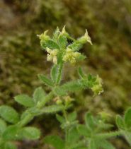 Galium californicum ssp. californicum