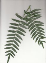 Schinus molle