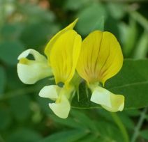 Hosackia oblongifolia var. oblongifolia