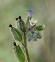 Myosotis discolor