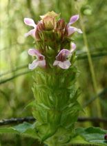 Prunella vulgaris