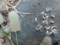 Trifolium arvense