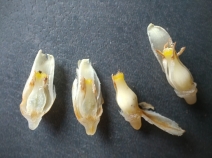 Pleuricospora fimbriolata