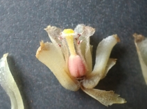 Monotropa hypopithys