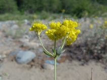 Eriogonum umbellatum var. dumosum