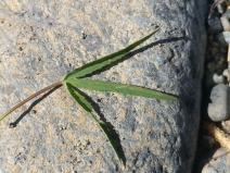 Trifolium longipes ssp. elmeri