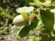 Notholithocarpus densiflorus var. densiflorus