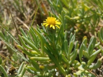 Jaumea carnosa