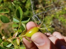 Rosa rubiginosa