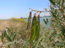 Lathyrus jepsonii var. californicus