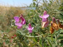 Lathyrus jepsonii var. californicus