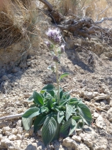 Phacelia californica