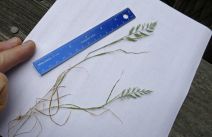 Desmazeria rigida