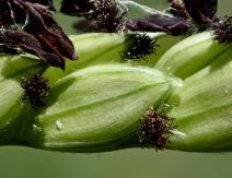 Paspalum distichum
