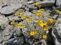 Eriophyllum lanatum var. lanceolatum