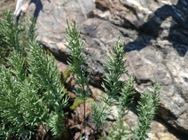 Pellaea brachyptera