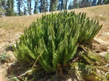 Polystichum lemmonii
