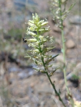 Thelypodium brachycarpum