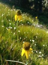 Rudbeckia glaucescens
