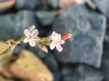 Polygonum spergulariiforme
