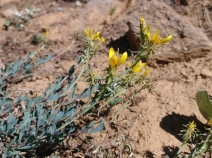 Ericameria greenei