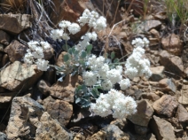 Eriogonum strictum var. greenei