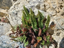 Polystichum lemmonii