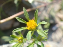 Bidens frondosa