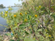 Bidens frondosa