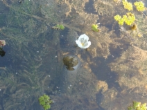 Elodea canadensis