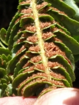 Polystichum lemmonii