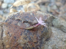 Lessingia micradenia var. glabrata