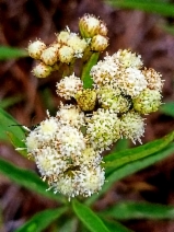 Baccharis glutinosa