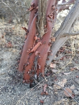 Arctostaphylos pringlei ssp. drupacea