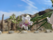 Chilopsis linearis ssp. arcuata