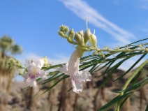 Chilopsis linearis ssp. arcuata