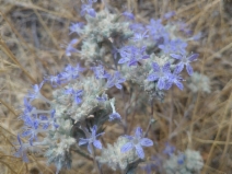 Eriastrum densifolium ssp. elongatum