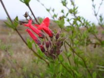 Gambelia speciosa