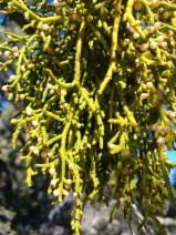 Phoradendron juniperinum