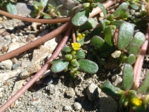 Portulaca oleracea