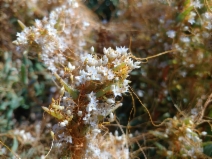 Cuscuta pacifica var. pacifica